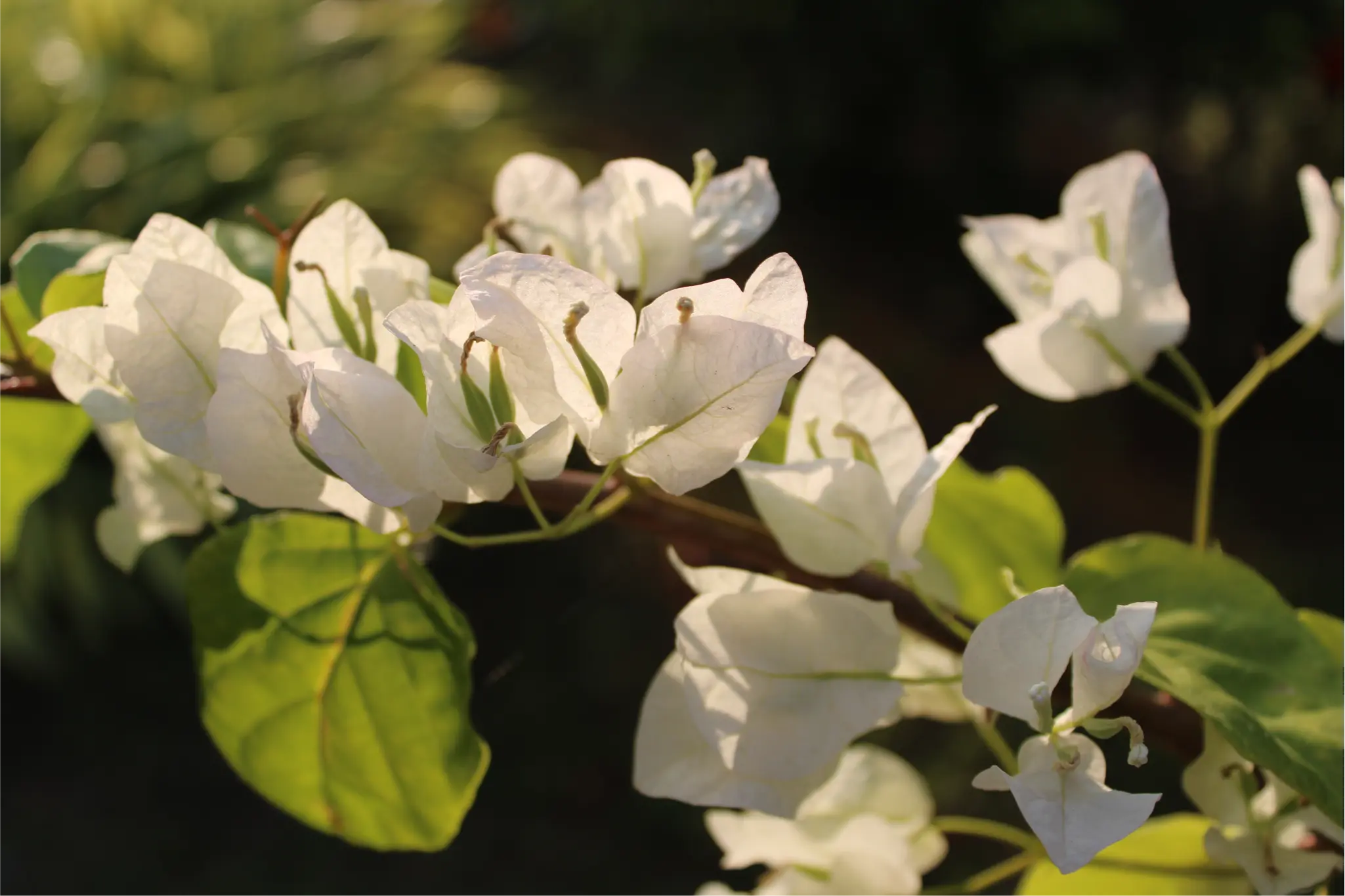  Glowing Flora