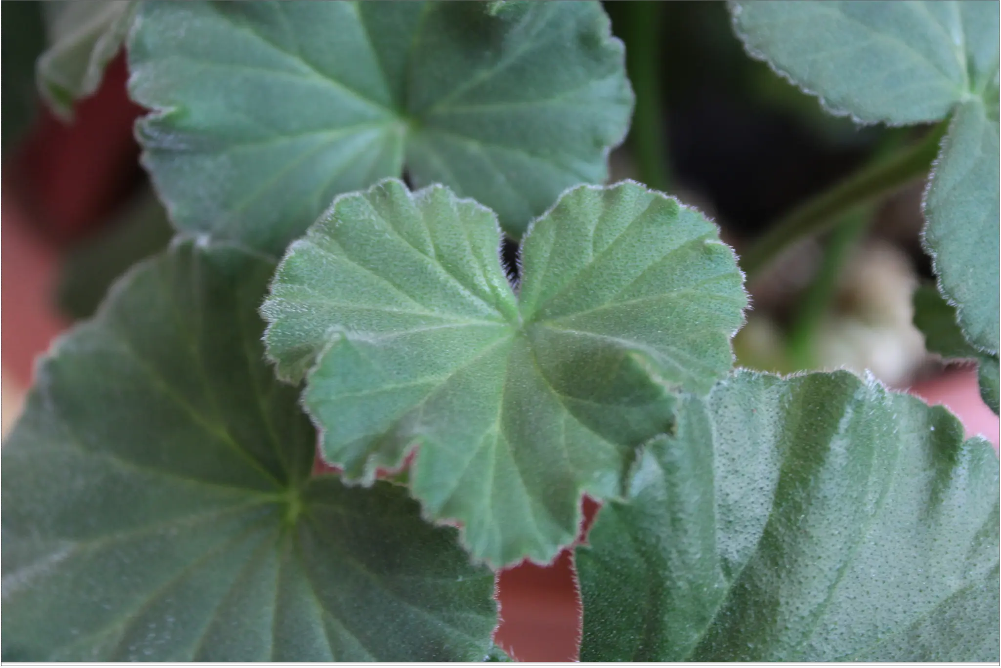 Heart Leaf