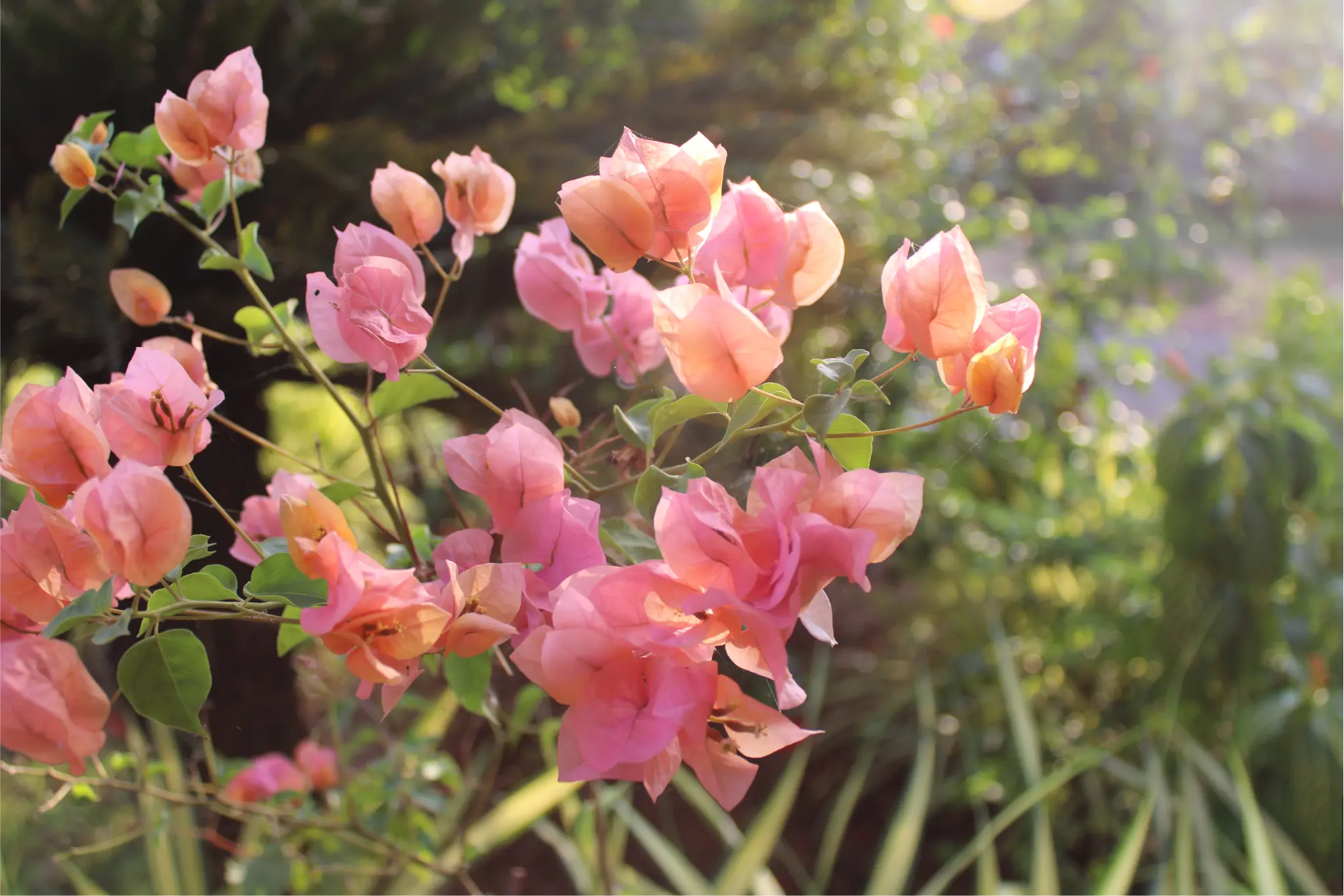 Sunlit Flowers